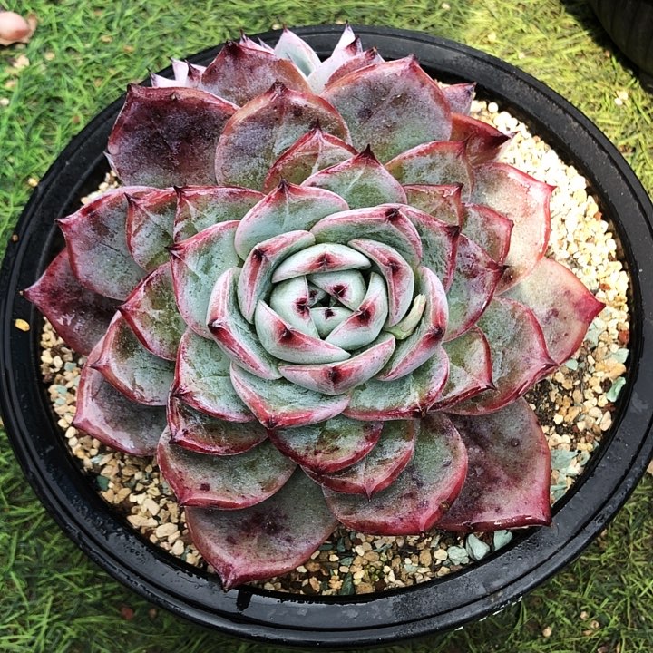 黑卡大群多肉植物