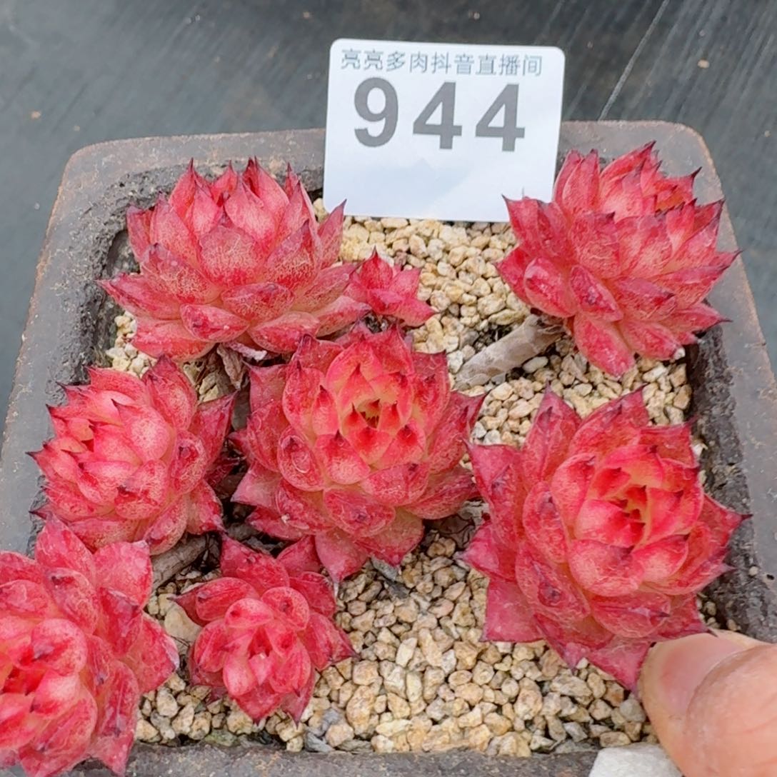 流星雨群生         精品多肉