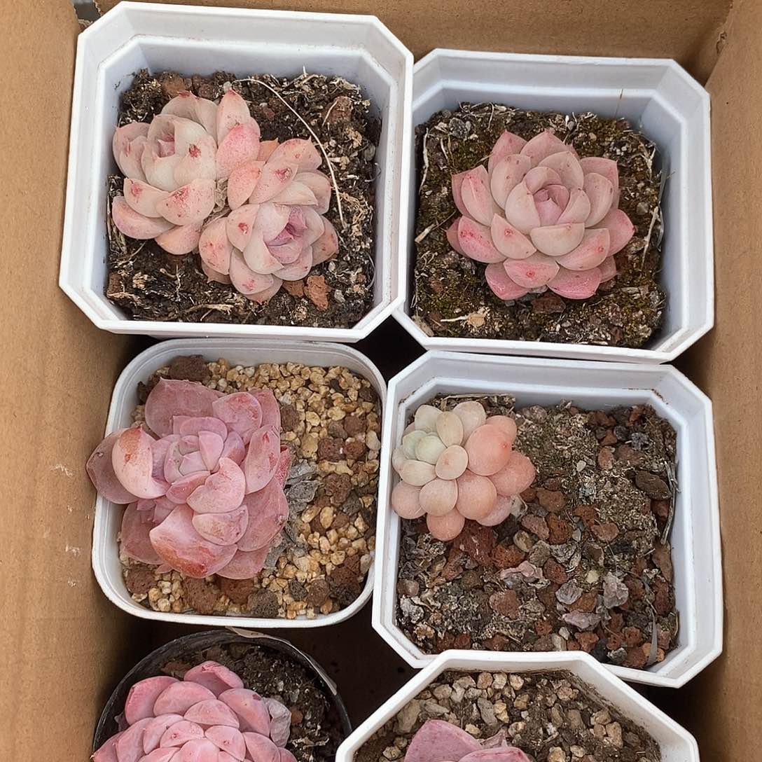 粉色棒棒糖加粉色玫瑰加粉钻 6501