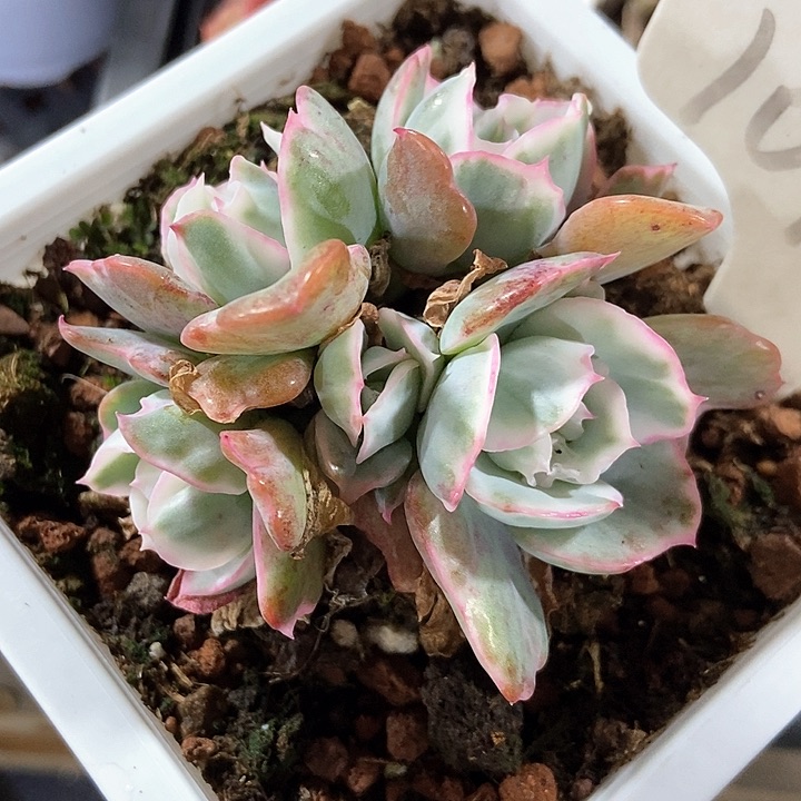 多肉植物伯克利锦1013