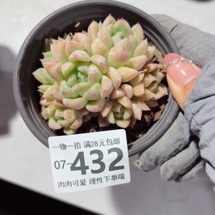 爱莎多肉植物多肉植物