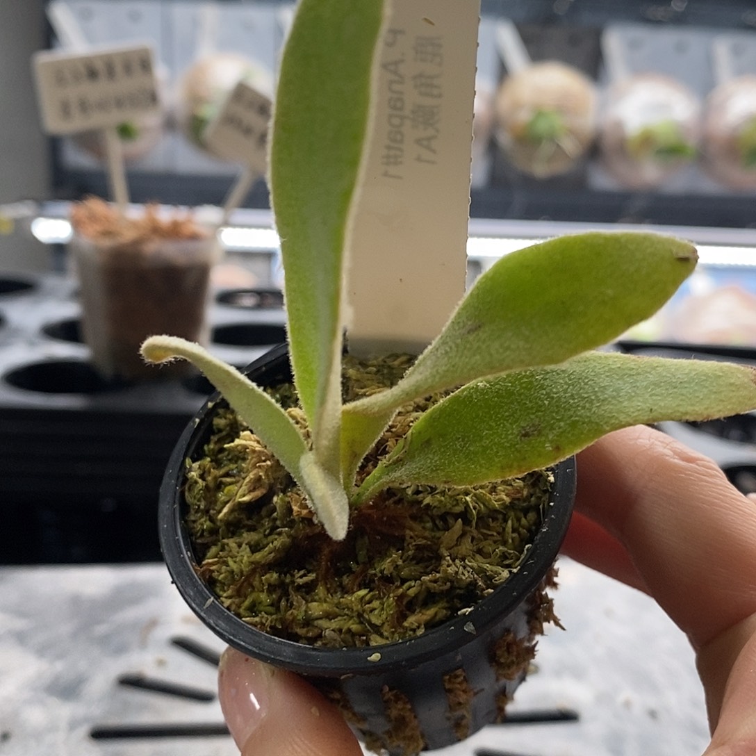 无花朵a1鹿角蕨888