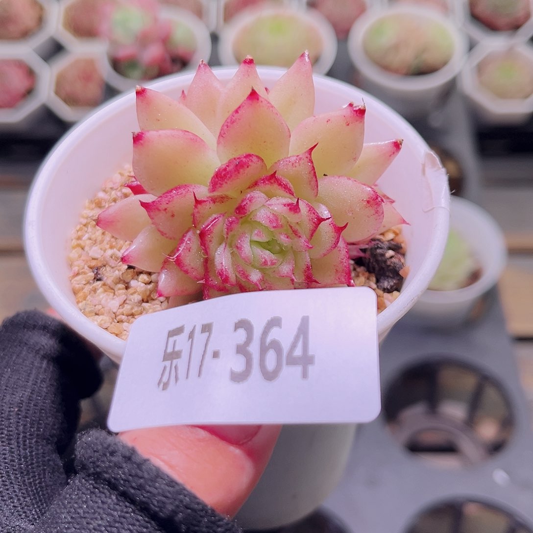 乐然17-364 麦秆群 