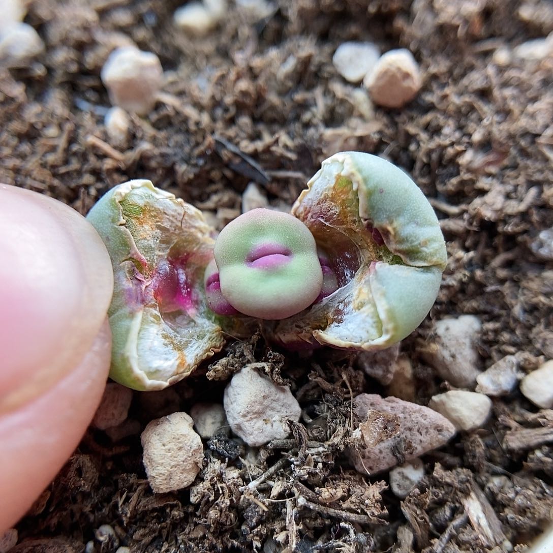 168.2嘴一颗三头两年包邮