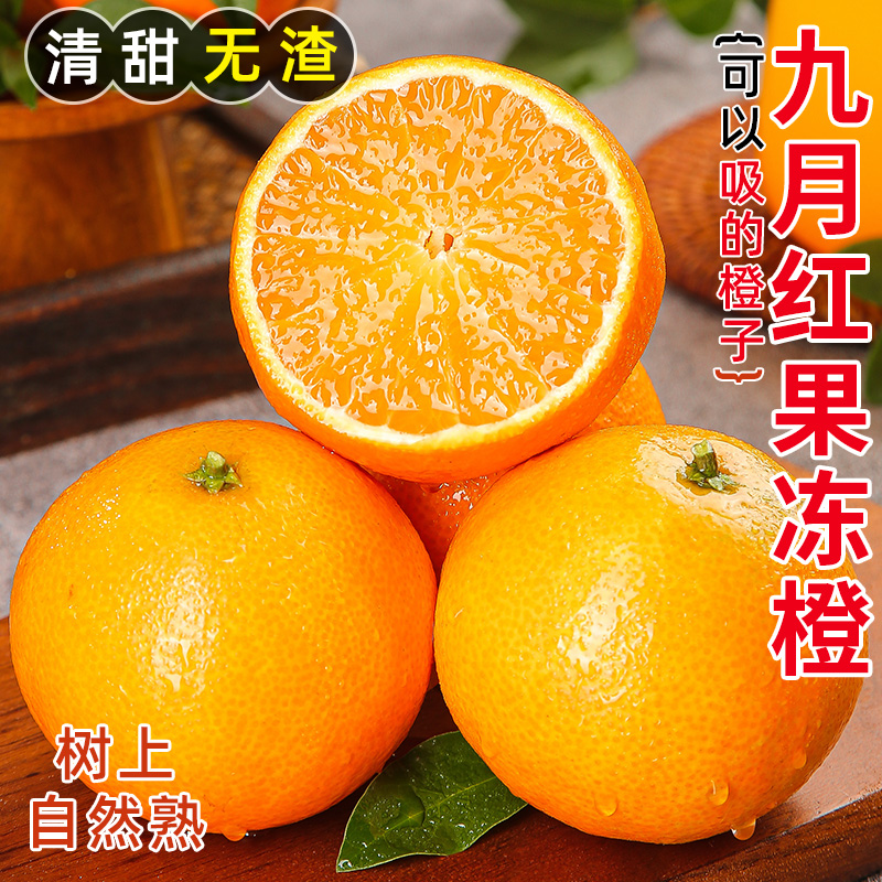 【顺丰包邮】秭归九月红果冻橙当季现摘新鲜水果化渣爆汁橙子
