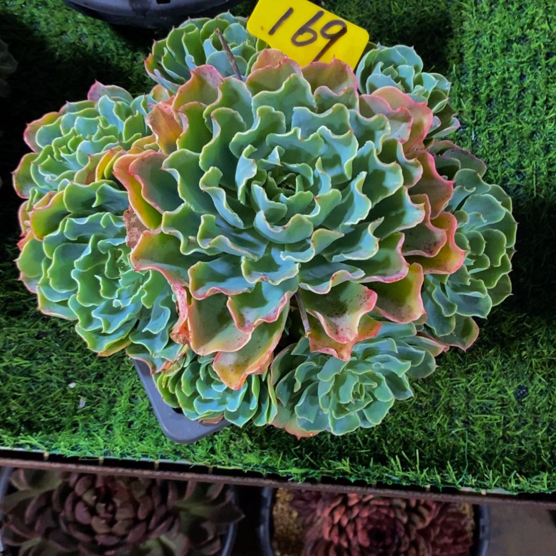 汪***溯海啸169。              