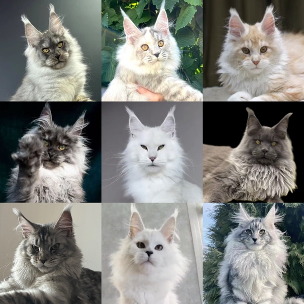 【超人高端宠物缅因猫】活体小猫缅因猫
