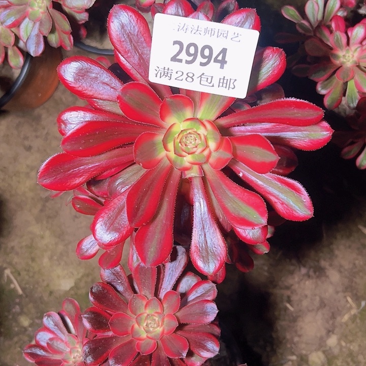 2994香奈尔多肉植物2号