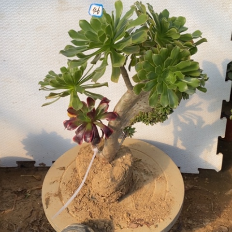 原始绿缀嫁接微瑕一物一拍