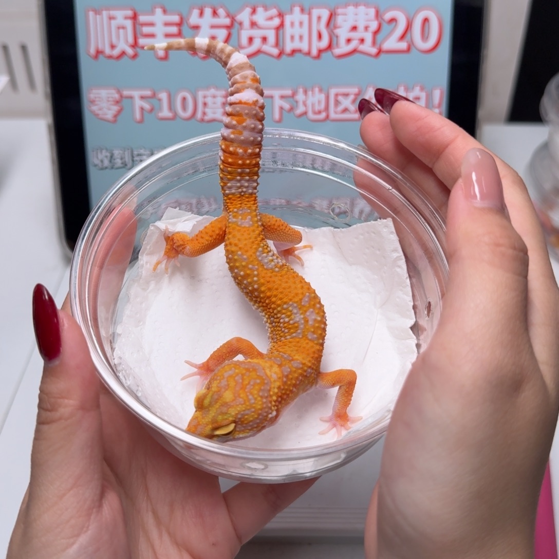 豹纹守宫蜡笔川普弟弟