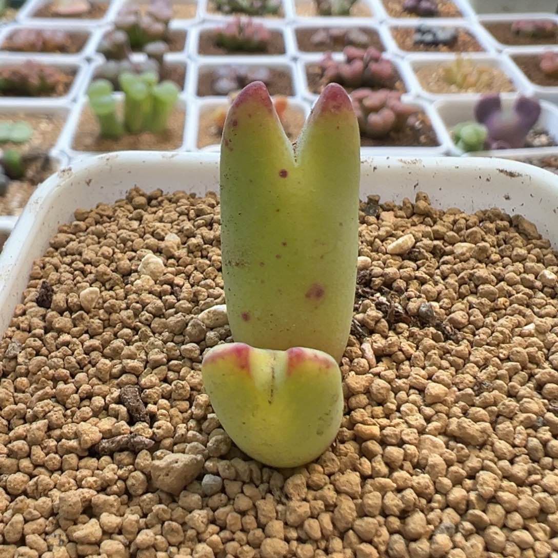 猫耳将 肉锥植物