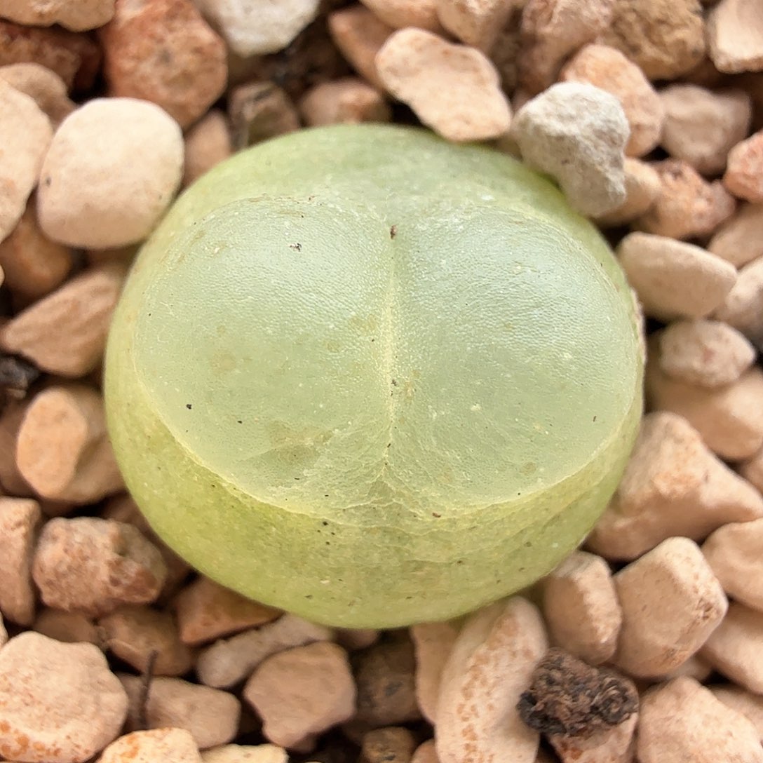 2.5.38/1.4厘米大鼓窗紫皮拉登/多肉植物