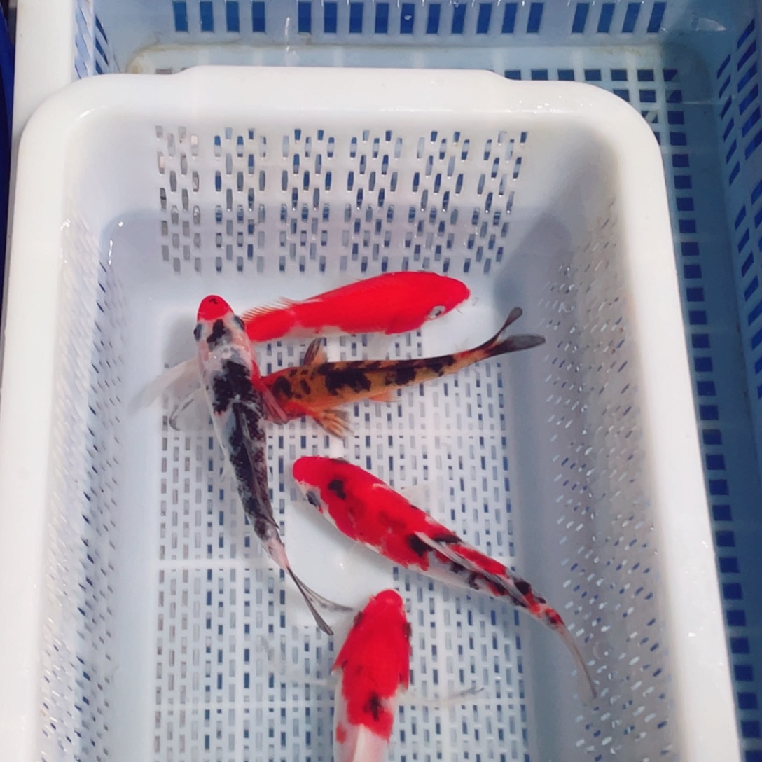 海水鱼锦鲤观赏鱼161718