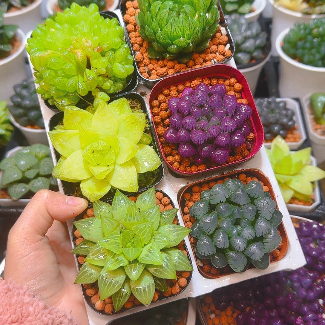 玉露群，蝉翼，黄金，紫宝石，玉露寿，冰灯