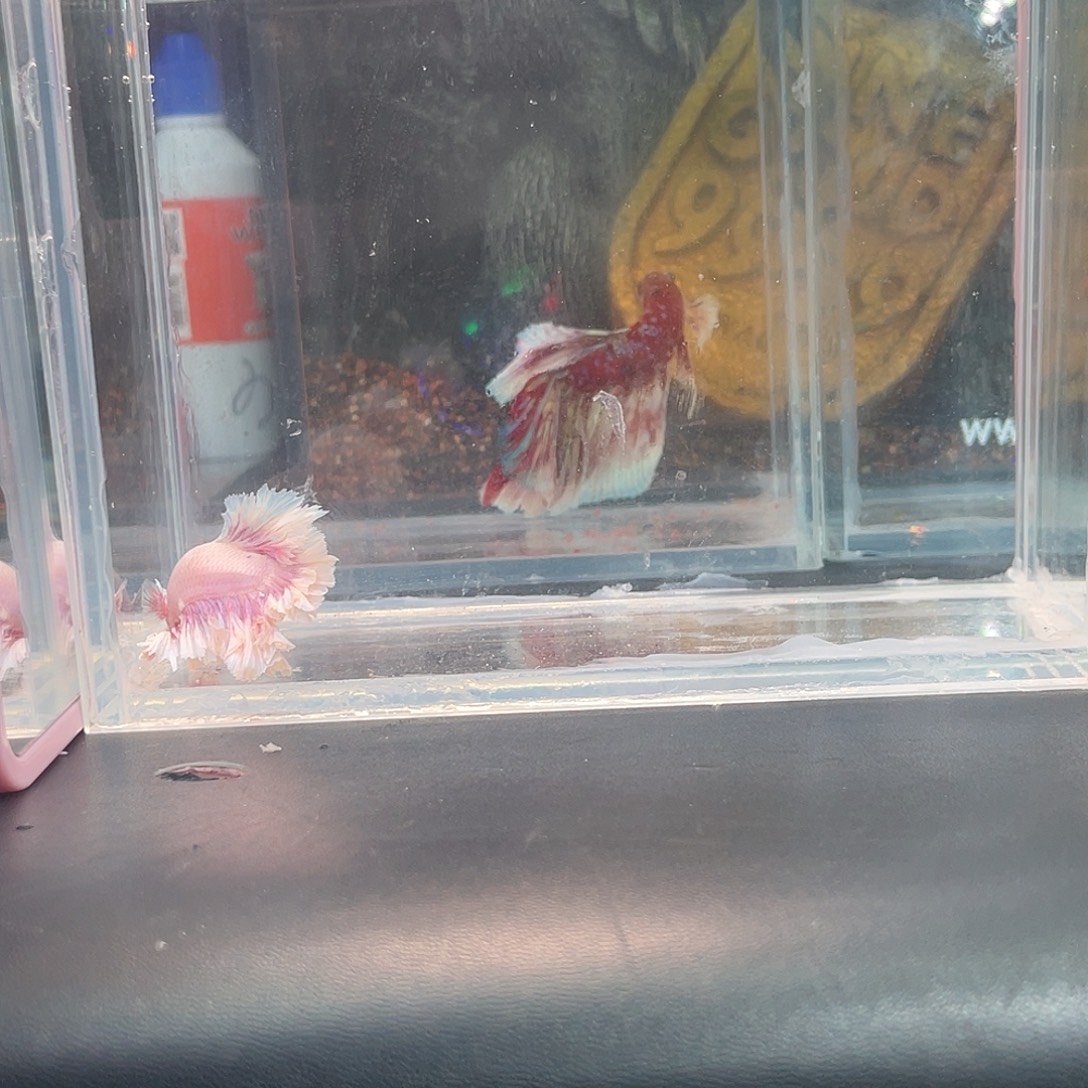 斗鱼16号12晚绣球hmpk