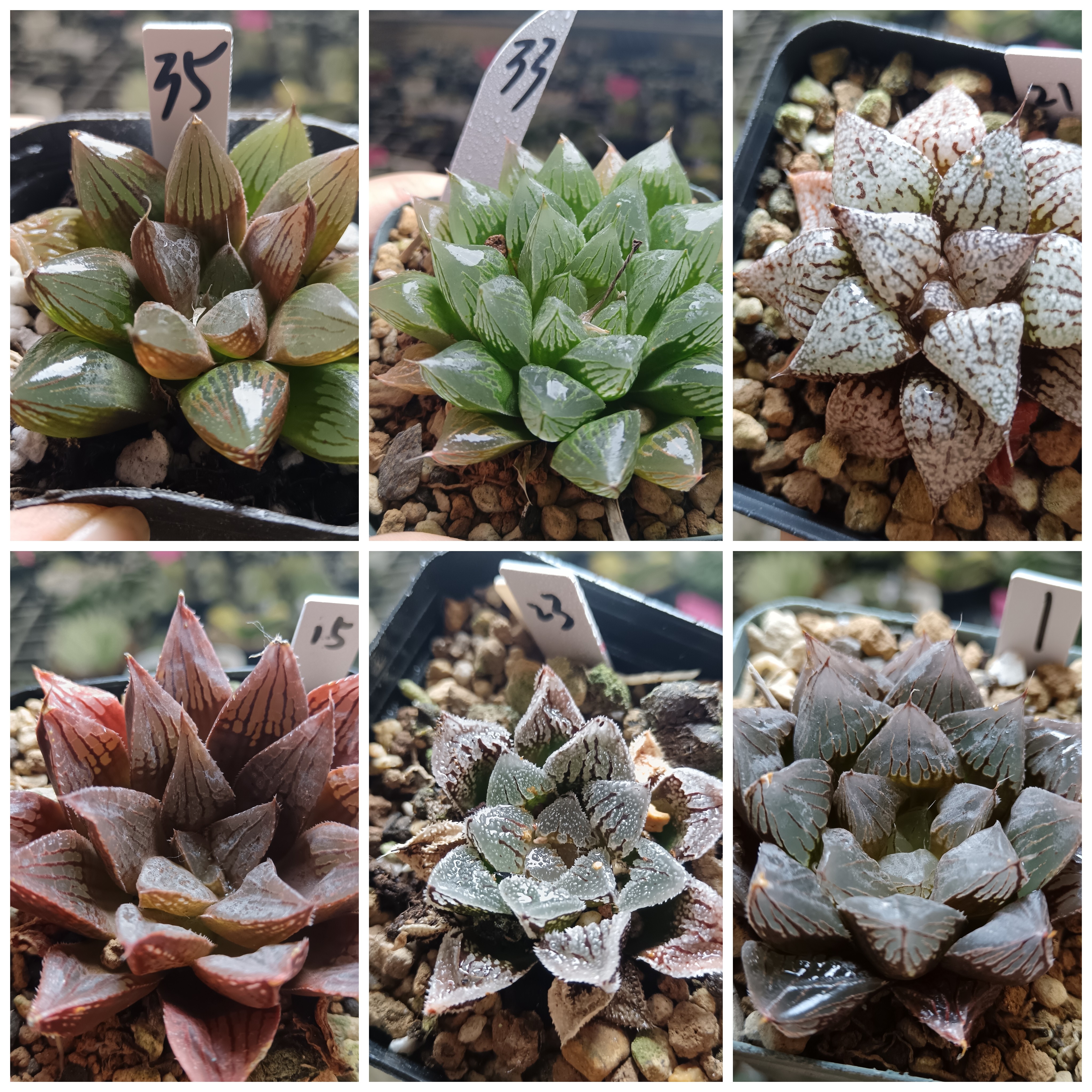 19号A特价实生寿十二卷多肉植物一物一拍带盆带土发货