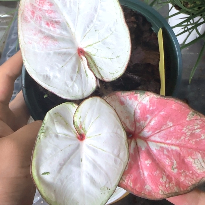 植物彩叶芋天使之吻