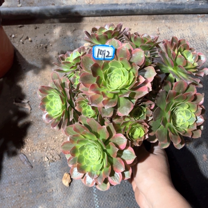 万奶白1412法师多肉