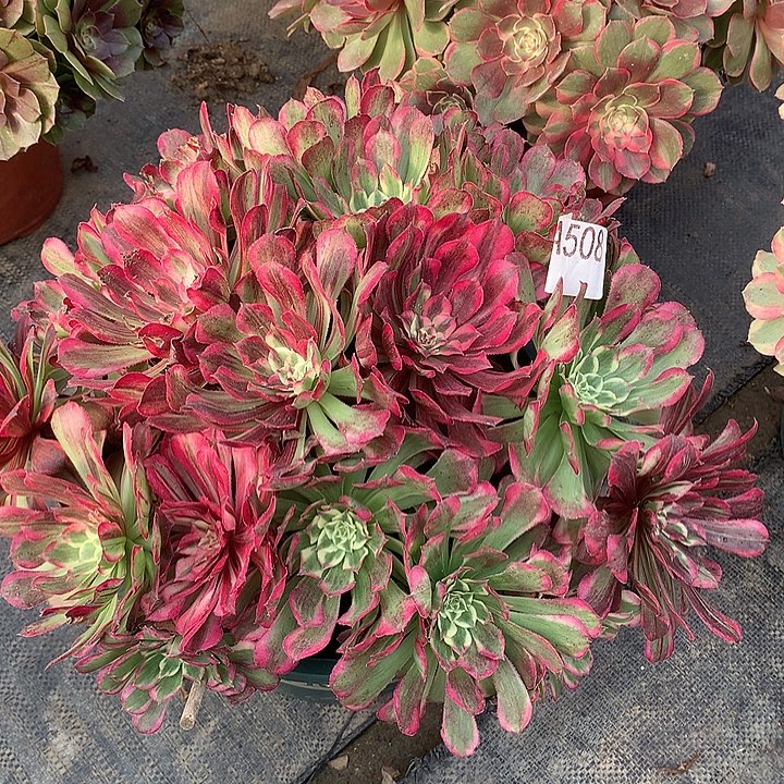 ꧁***꧂508.同花顺多肉植物