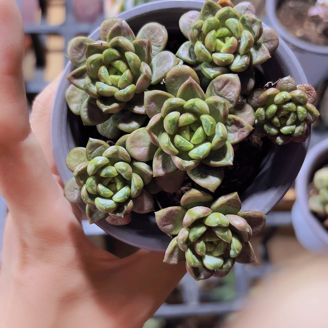 精品老庄葡萄多肉植物