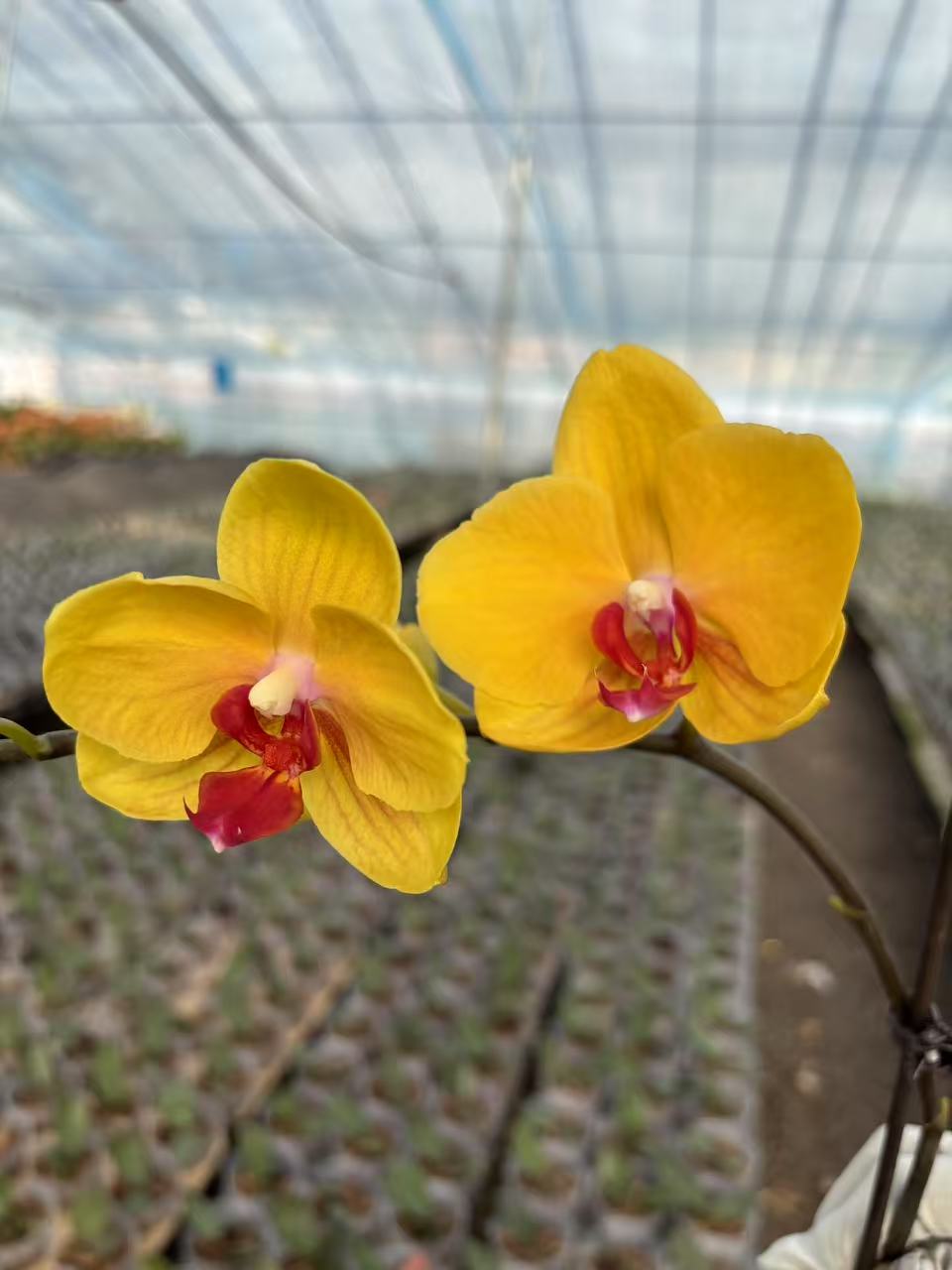 【越南王子】梦语花卉蝴蝶兰家用观赏美观