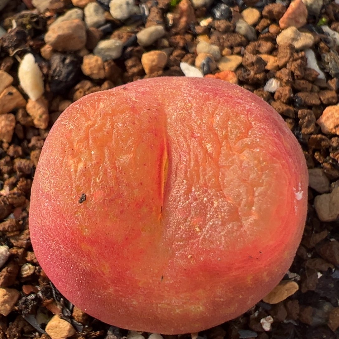 605多肉植物百科知识