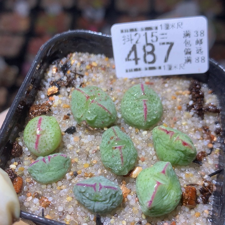 精品生石花215.487