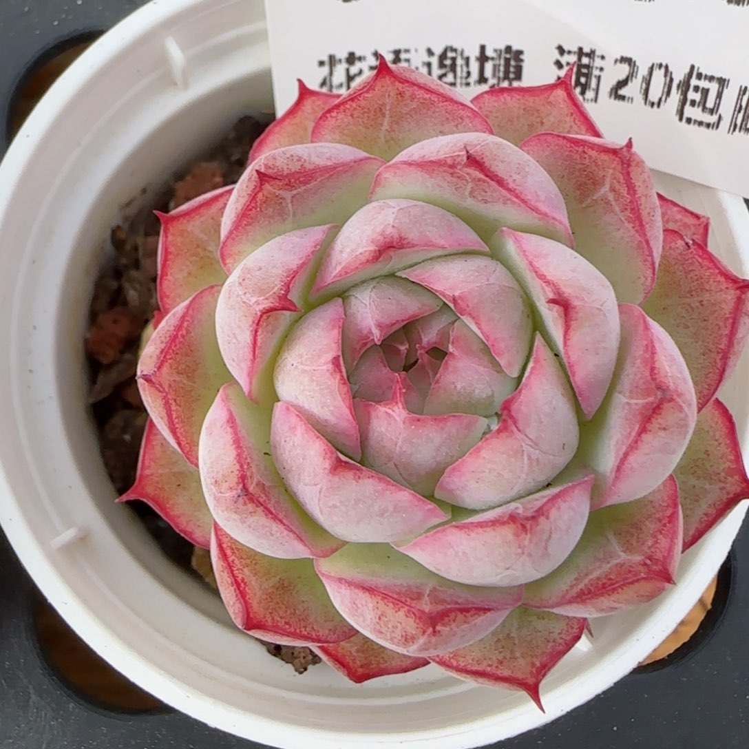 花语逸镜0208-618