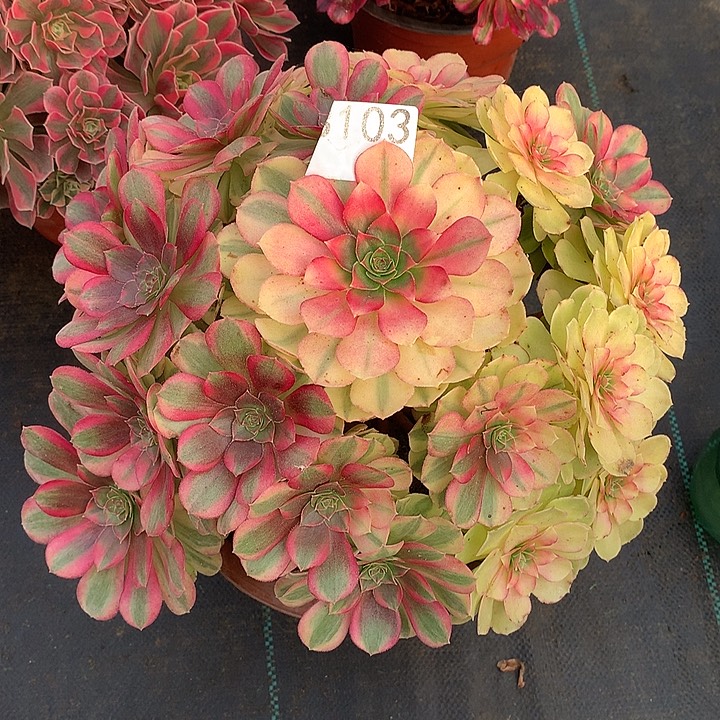 103.雨荷多肉植物