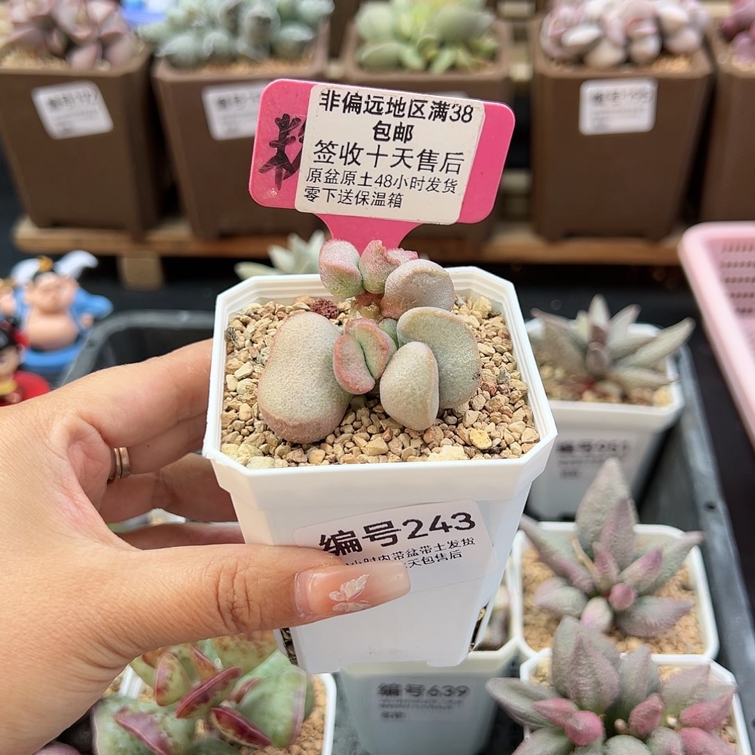 ?****?243黛安娜多肉植物