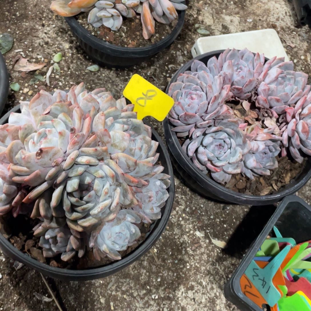 神***姐星影缀化多头群生8