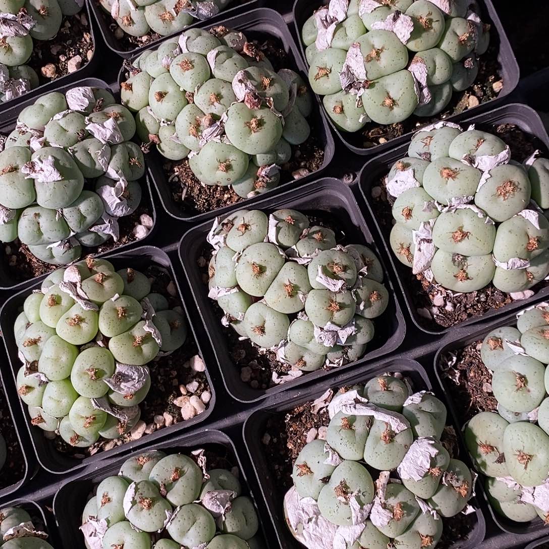 1319吕氏大饼爆盆一群。  