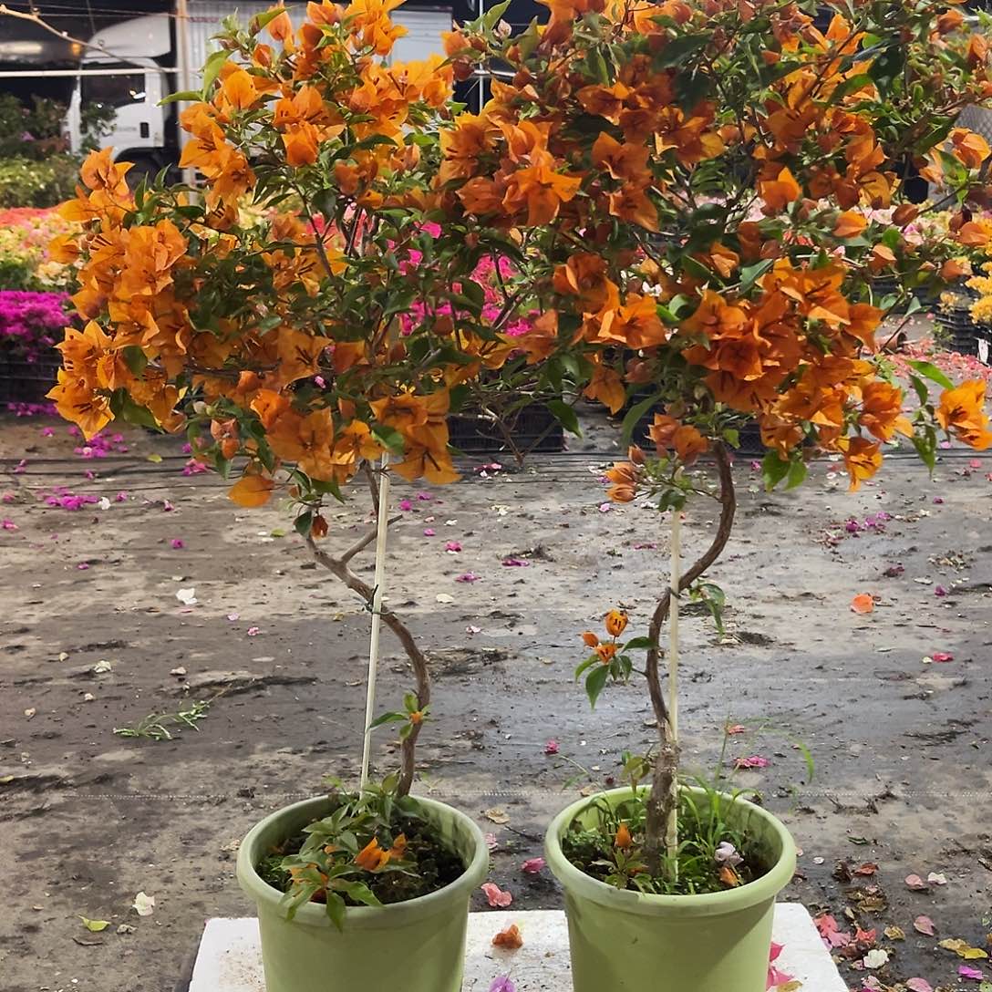 大部分花苞少量开放橙桑巴独杆棒棒糖一颗59.9