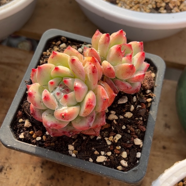 白弗兰克 夏鸣园艺