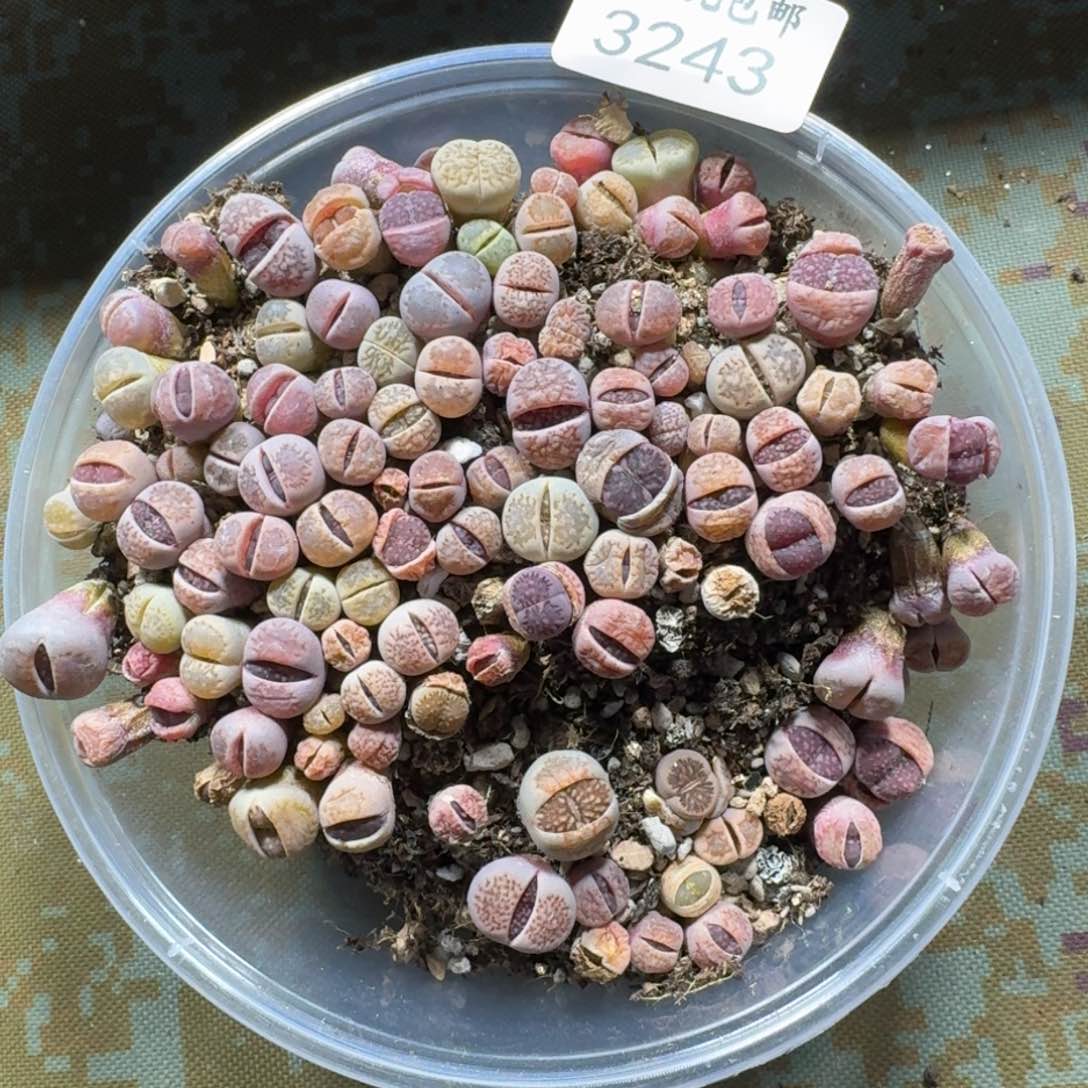 3243。 菊混合一盒