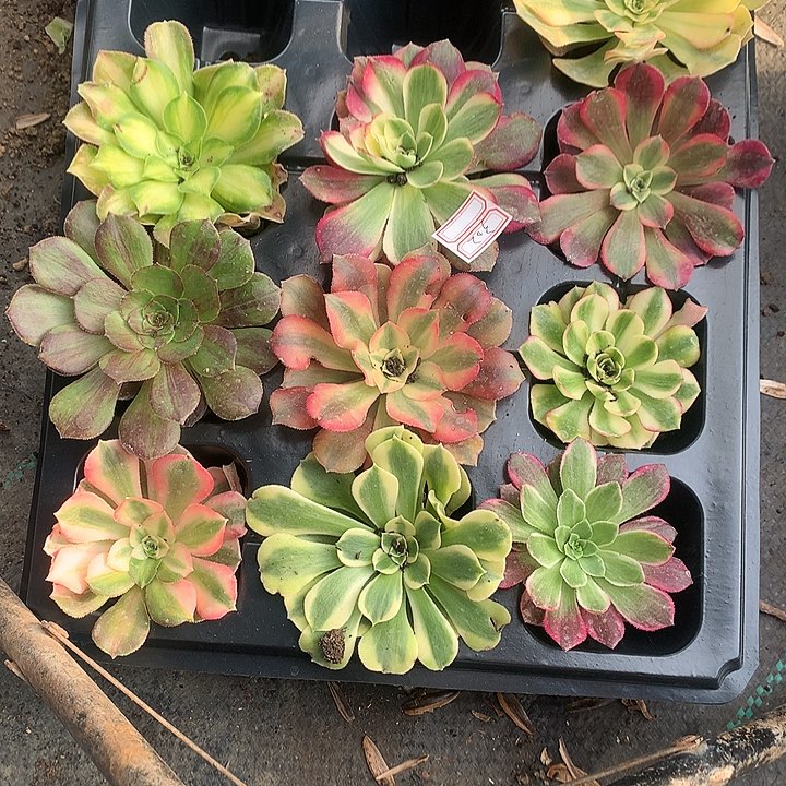 302单头10棵多肉植物