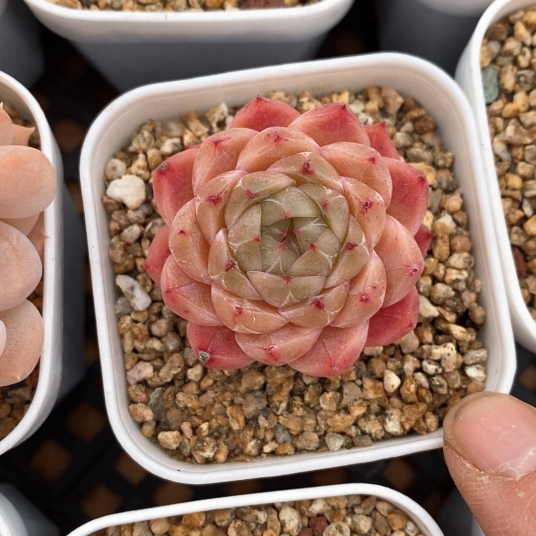 精品多肉一物一拍不包整137