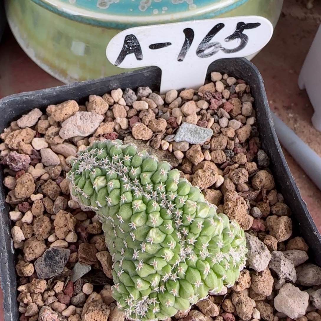 A165实生菊水缀化多肉