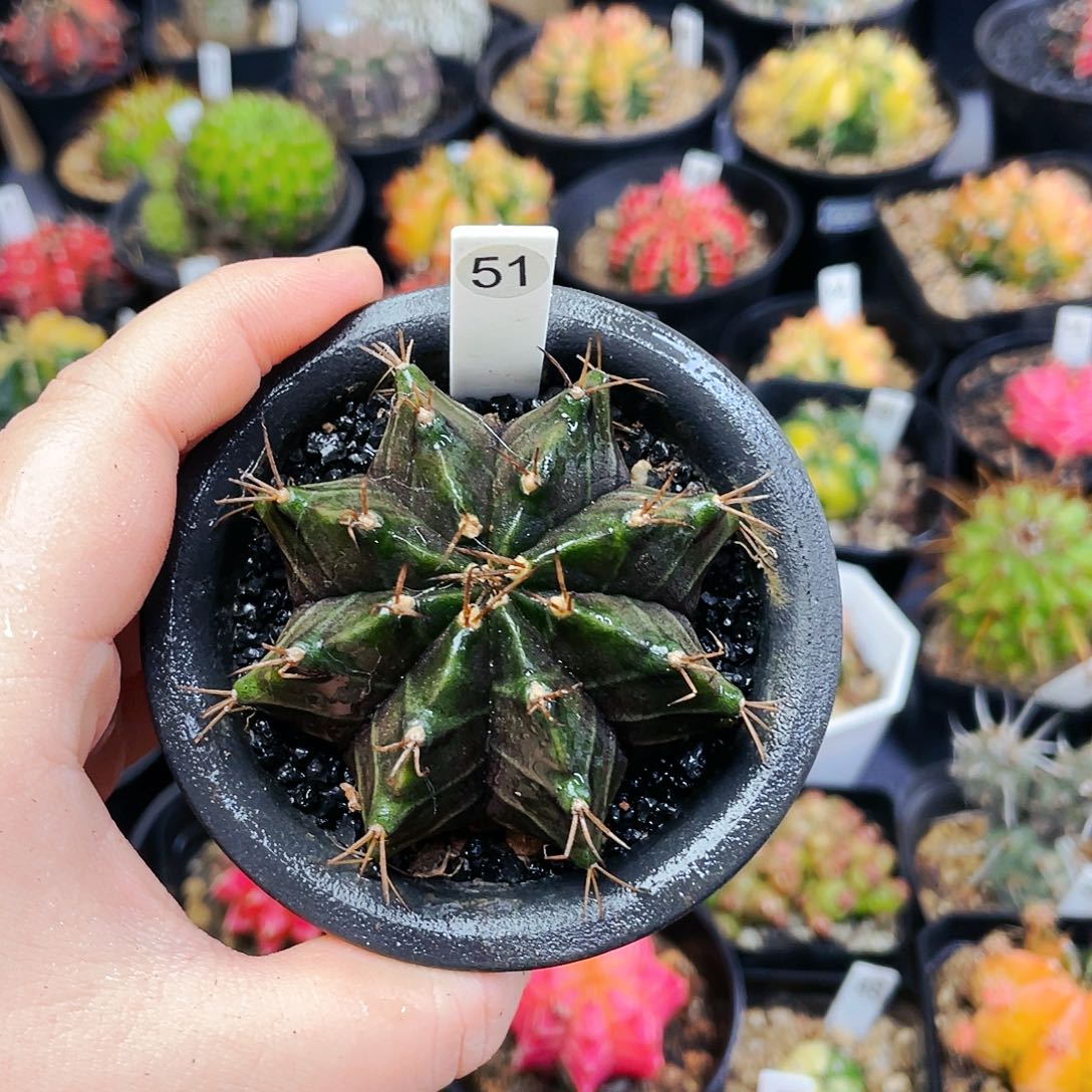 非偏远地区满25裸根发货仙人球