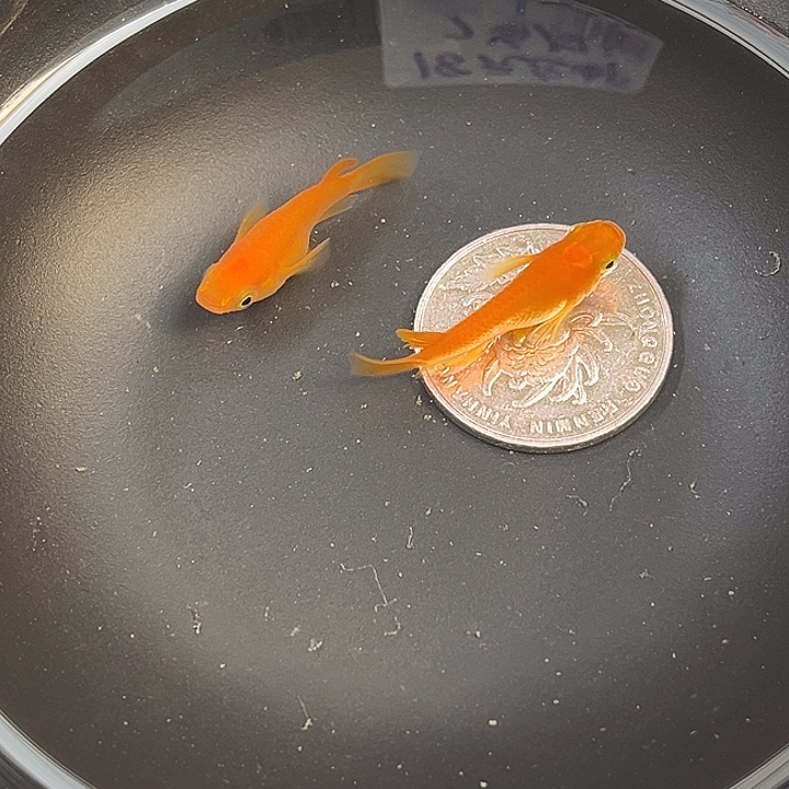 青鳉鱼短球体2条19号