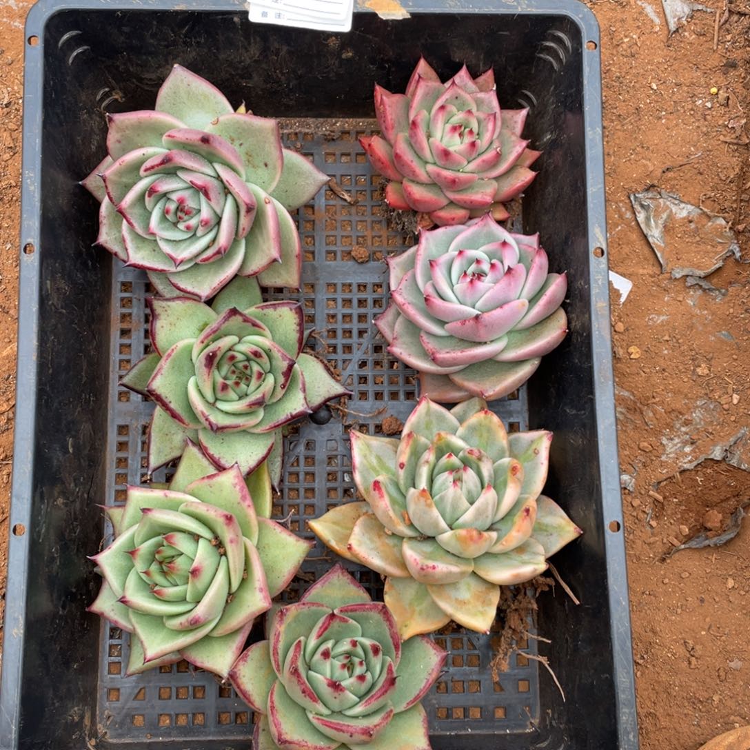 无花朵若如东云组拍E109