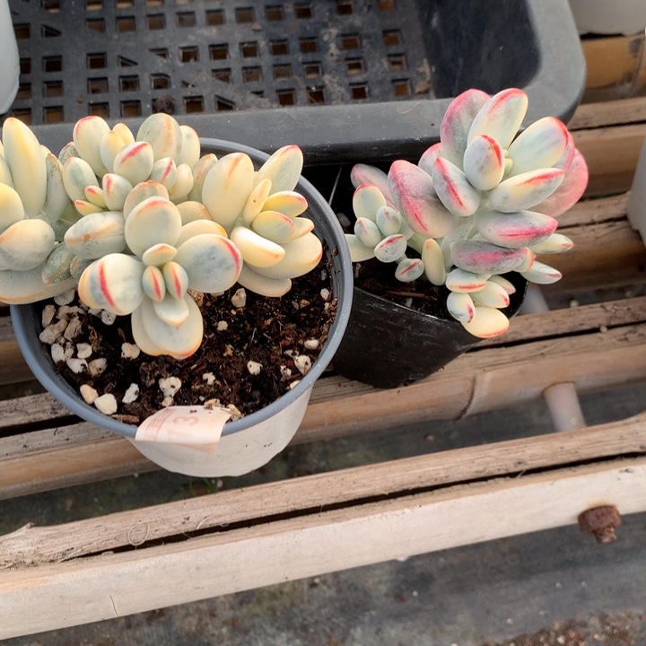 无花朵乒乓福娘一组