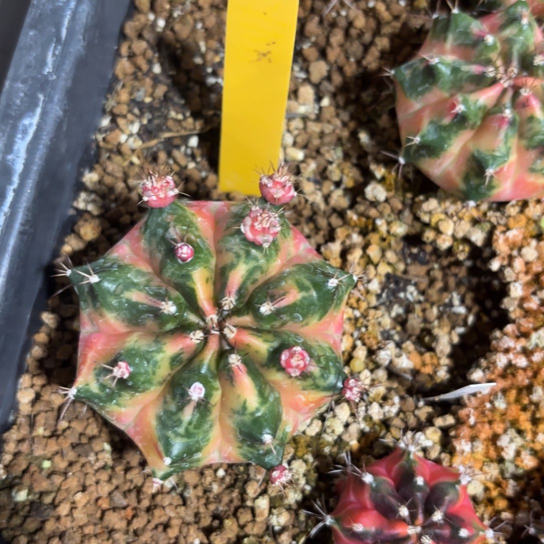 L745-0102泰国发货 南瓜