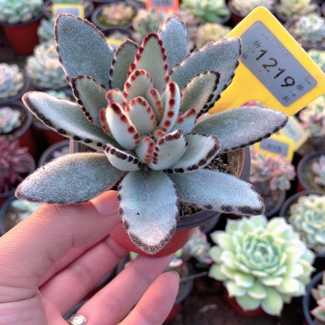 1219号多肉达摩兔的