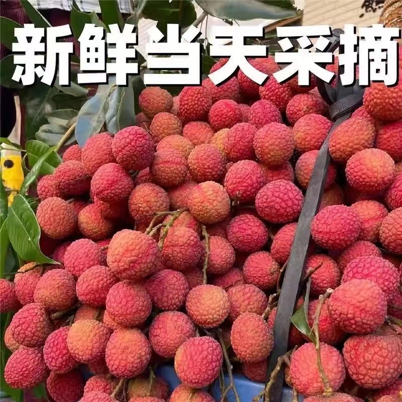 【EMS空运】新鲜白糖罂荔枝果园老树采摘新鲜现发