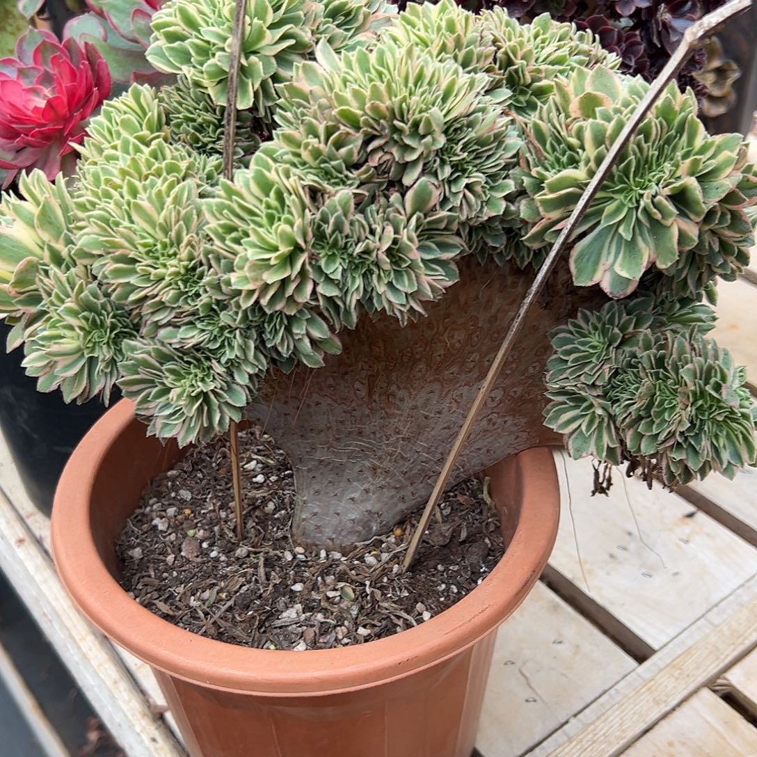 颜宁整版老桩厚板哪