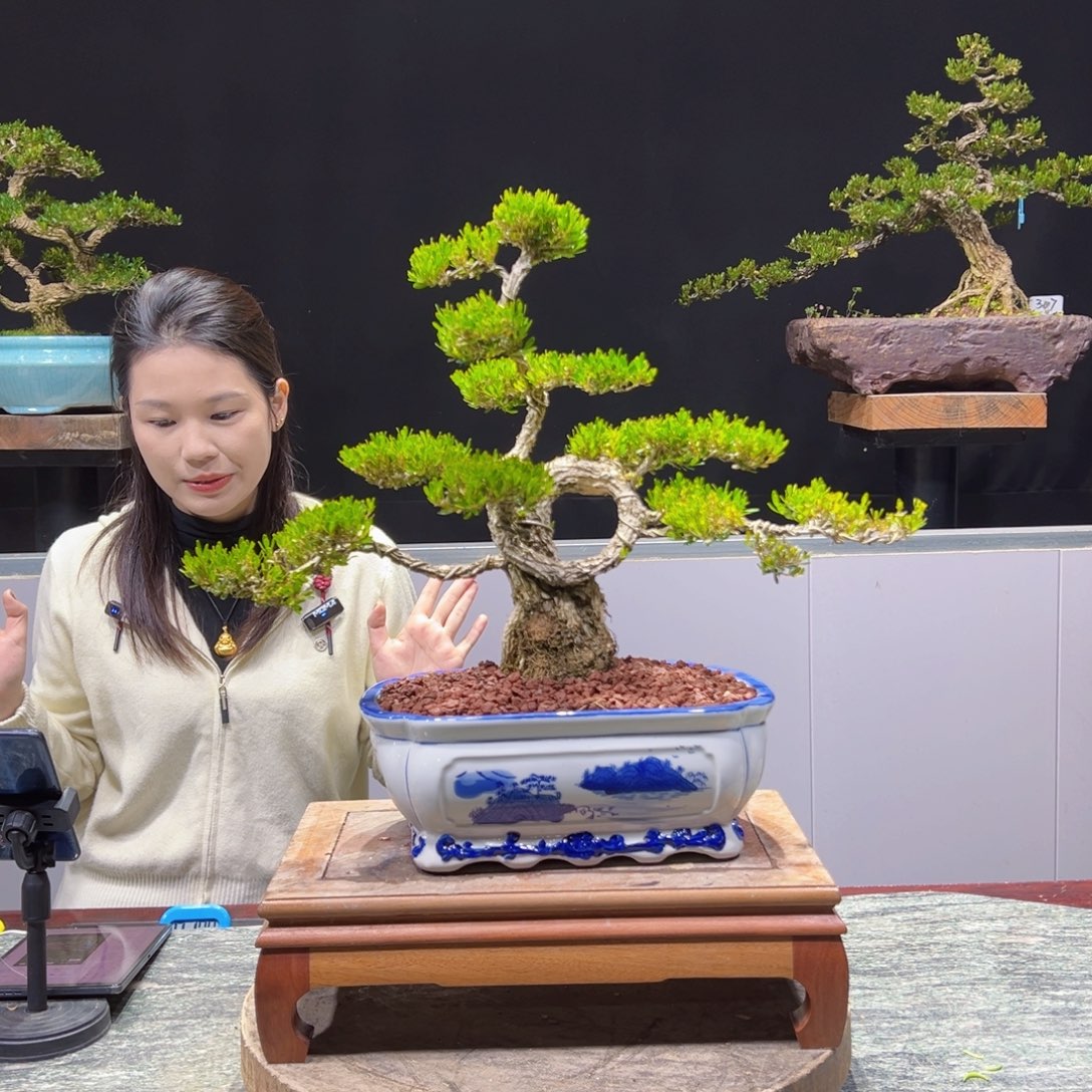 黄杨盆景老桩四季长青