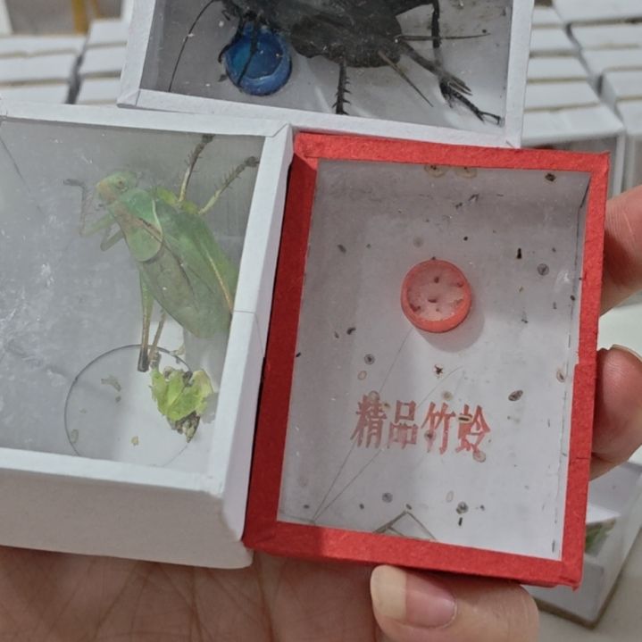 一个吉尔一个天水朱玲一个大黑