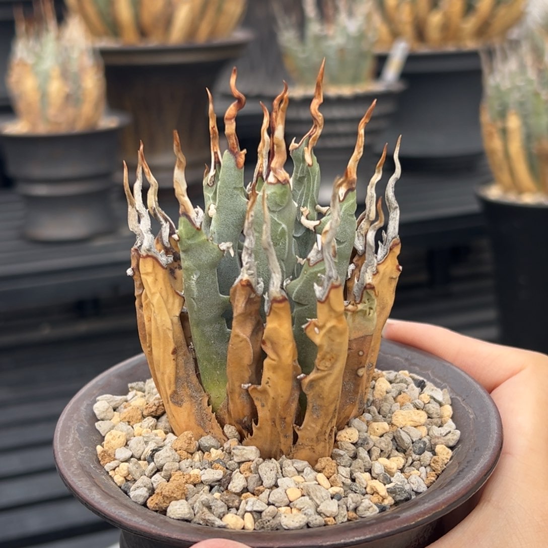 无花朵妖炎熟桩带盆 8折价 粗曲刺 小精品