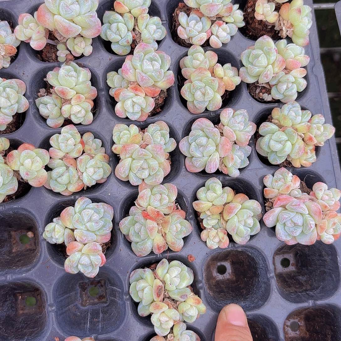 三四头老桩冰玉一颗量拍